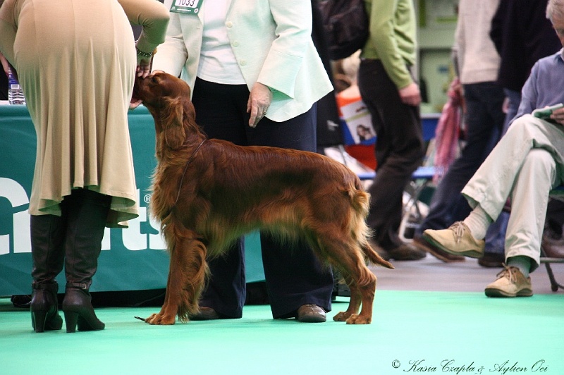 Crufts2011 372.jpg